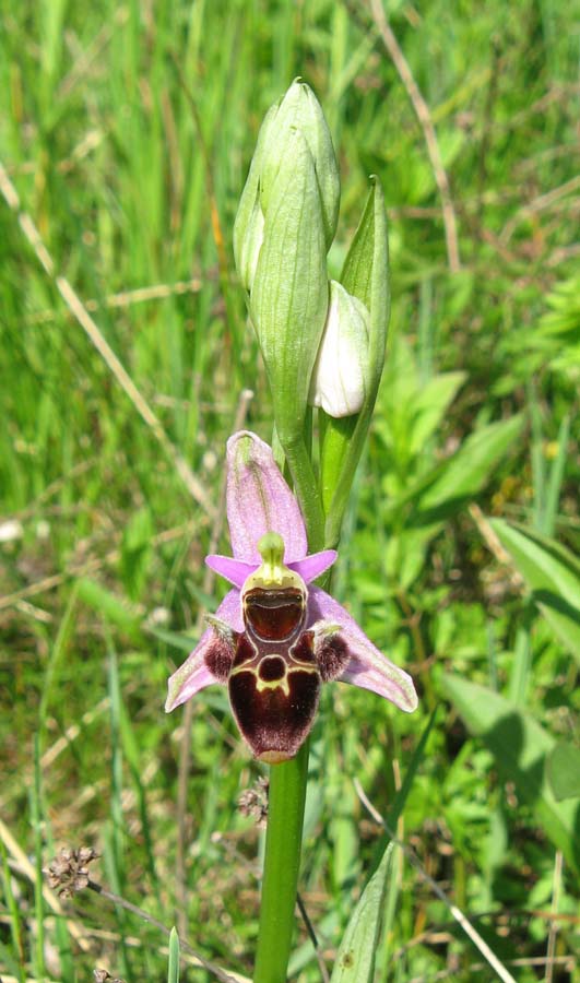 Image of Ophrys oestrifera specimen.