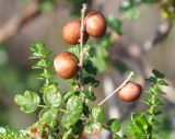 Sarcopoterium spinosum. Ветвь с прошлогодними плодами (диаметр 3-4 мм). Греция, Халкидики. 03.03.2009.