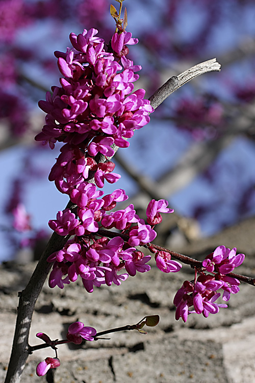 Изображение особи род Cercis.