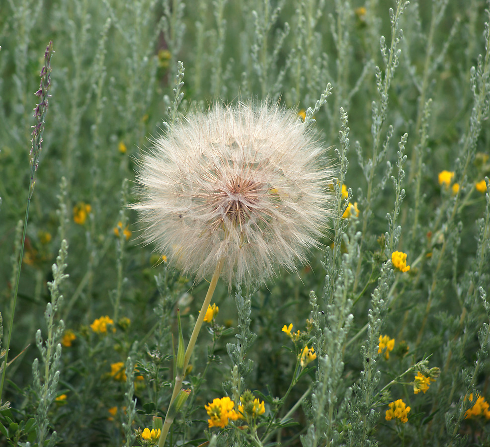 Image of Tragopogon dubius ssp. major specimen.