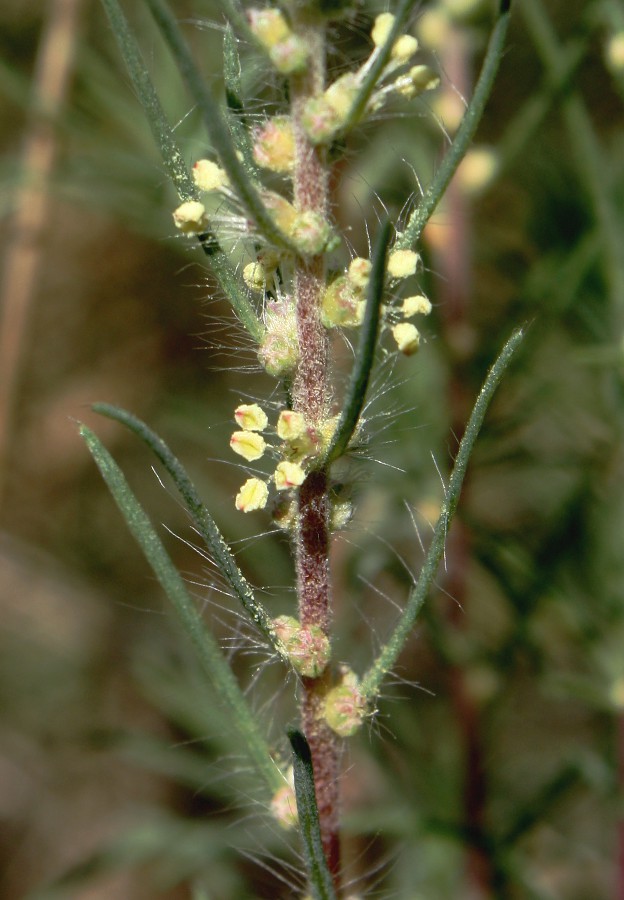 Image of Bassia laniflora specimen.