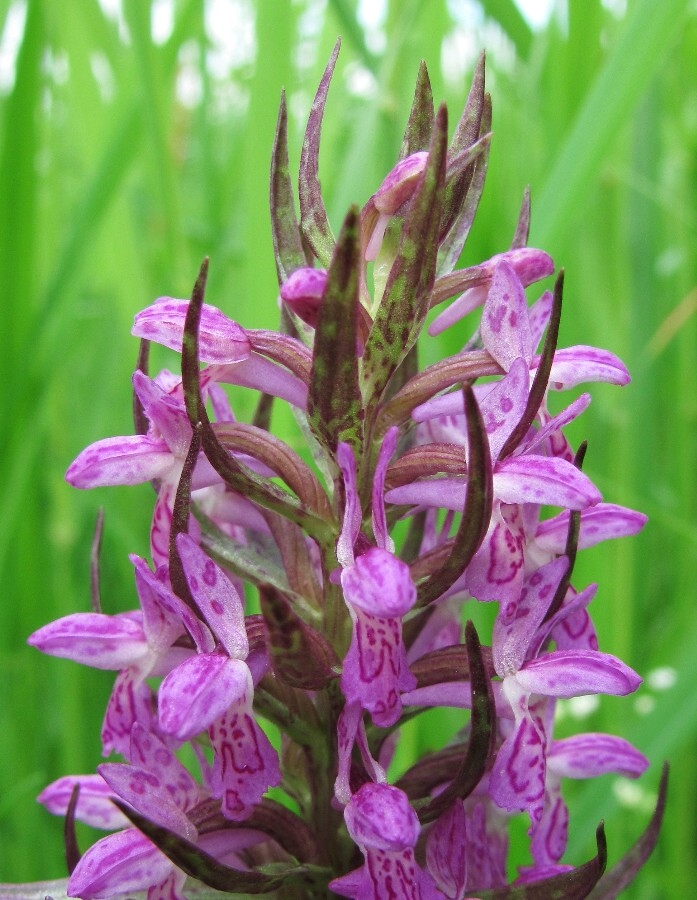 Image of Dactylorhiza incarnata specimen.