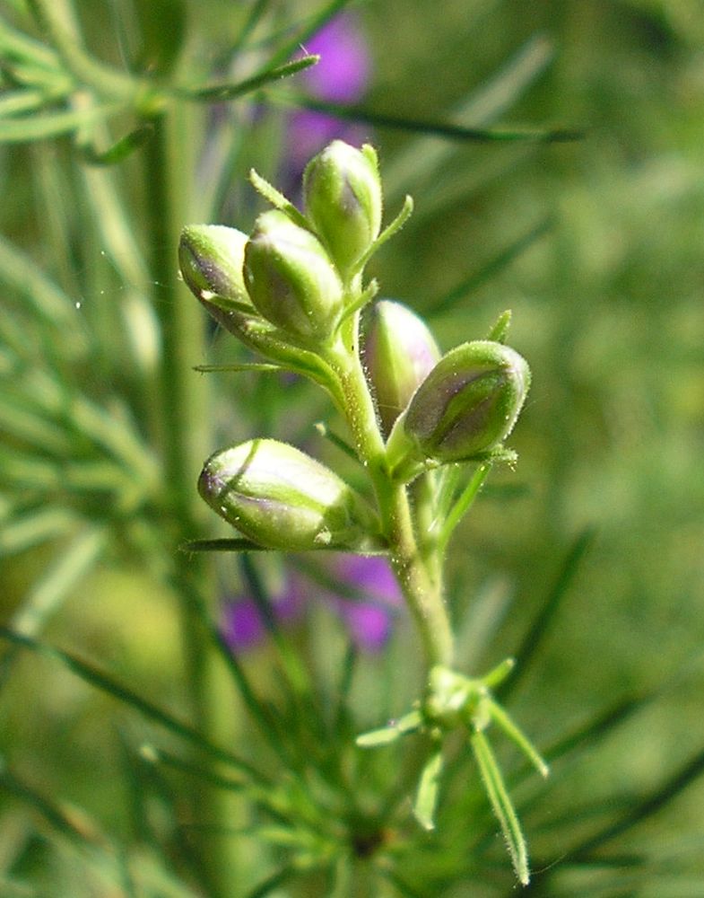 Image of Delphinium hispanicum specimen.