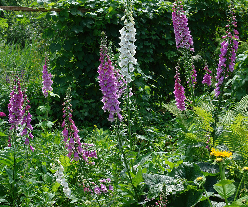 Изображение особи Digitalis purpurea.