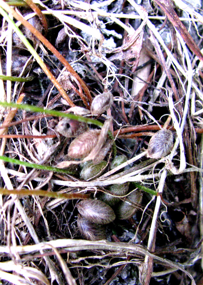 Изображение особи Marsilea quadrifolia.