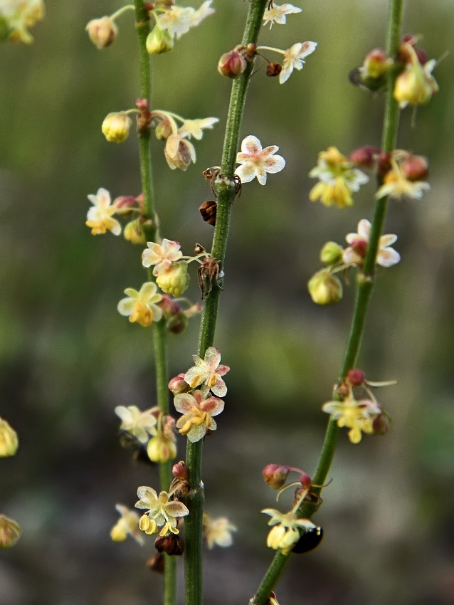 Изображение особи Rumex acetosella.