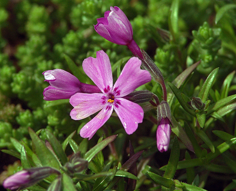 Image of Phlox subulata specimen.