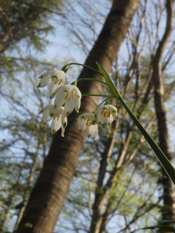 Image of Leucojum aestivum specimen.