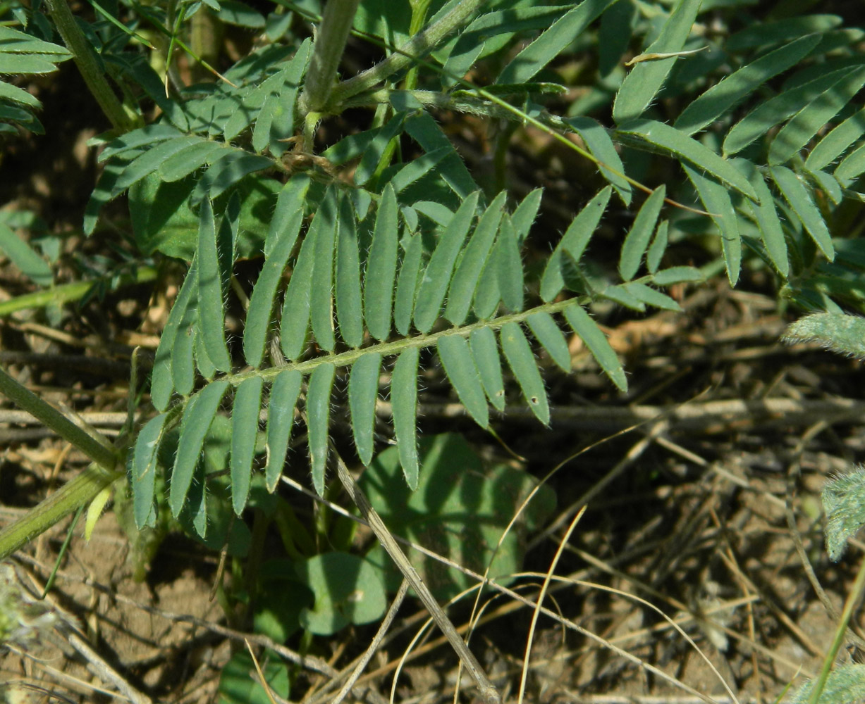 Изображение особи Astragalus onobrychis.