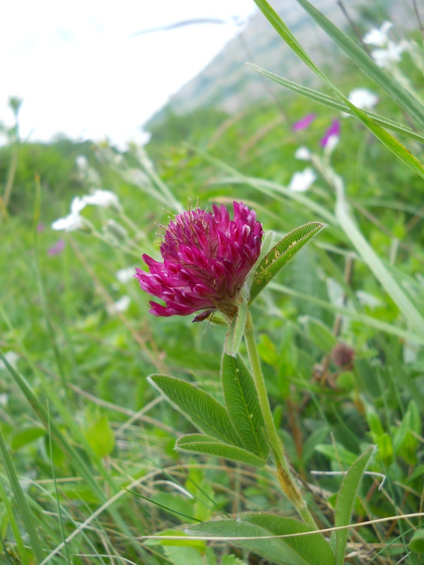 Image of Trifolium alpestre specimen.