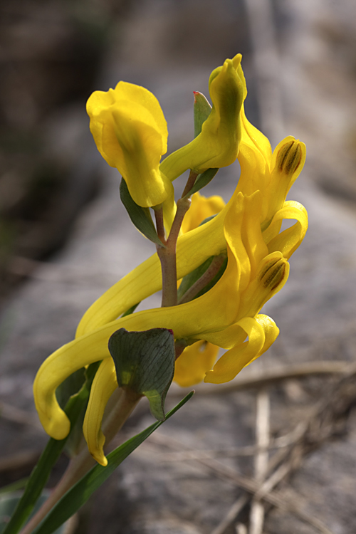 Изображение особи Corydalis sewerzowii.