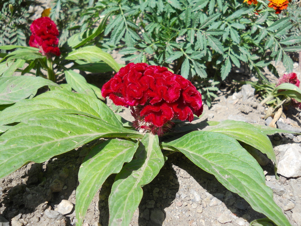 Изображение особи Celosia cristata.