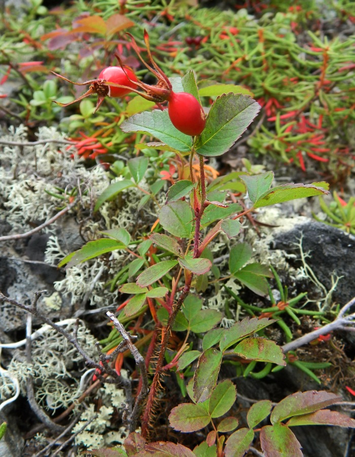 Image of Rosa acicularis specimen.