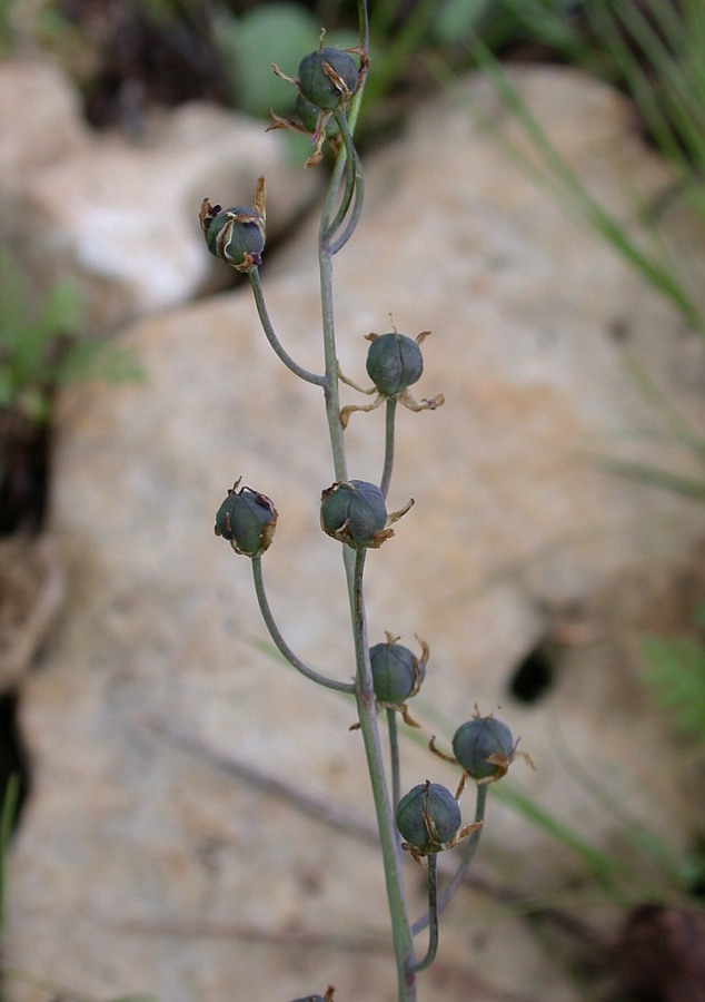 Image of Prospero autumnale specimen.