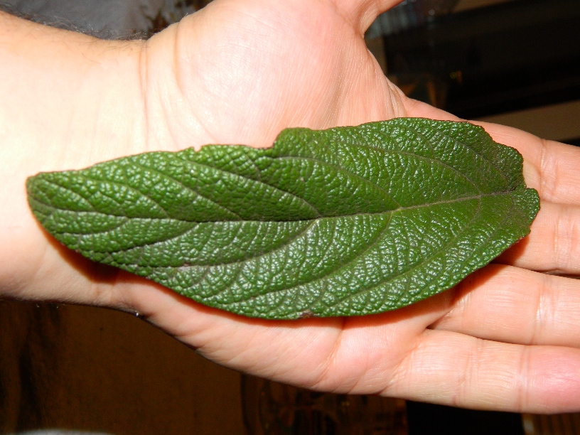 Image of Viburnum rhytidophyllum specimen.