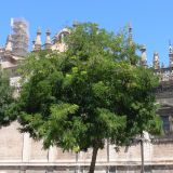 Robinia luxurians. Крона плодоносящего дерева. Испания, автономное сообщество Андалусия, провинция Севилья, комарка Большая Севилья, г. Севилья. 14.07.2012.