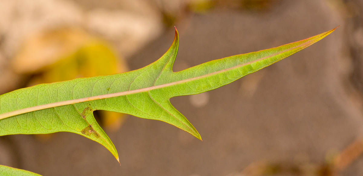 Image of Jatropha multifida specimen.