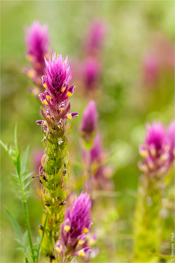 Image of Melampyrum arvense specimen.