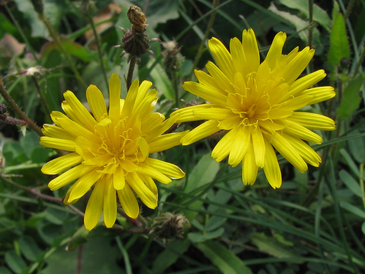 Image of genus Picris specimen.