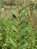 Salix × alopecuroides. Верхушка ветки. Украина, г. Запорожье, балка между Космическим мкрн. и Опытной станцией. 16.10.2010.