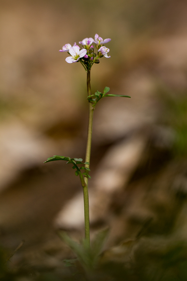 Image of Cardamine seidlitziana specimen.