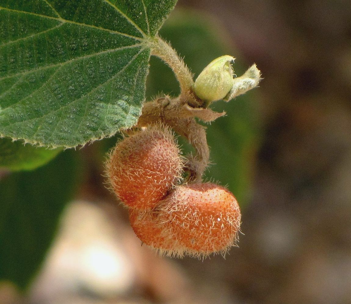 Image of Grewia villosa specimen.