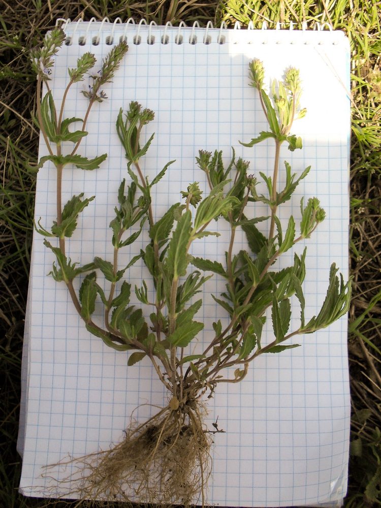 Image of Veronica prostrata specimen.