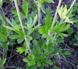 Anemone sylvestris