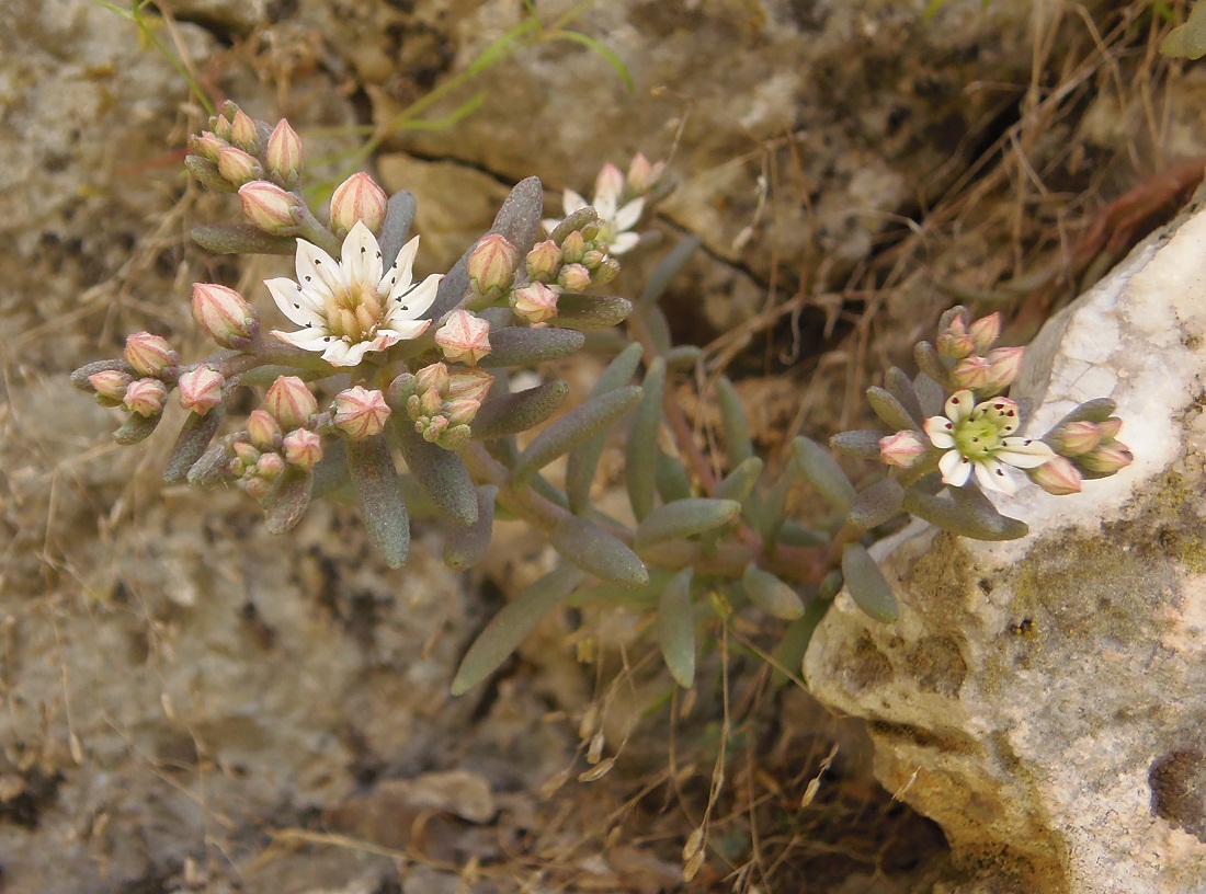 Изображение особи Sedum hispanicum.