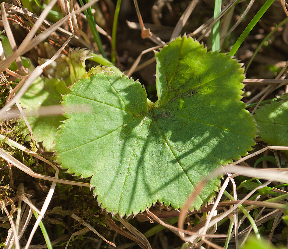 Image of Alchemilla glomerulans specimen.