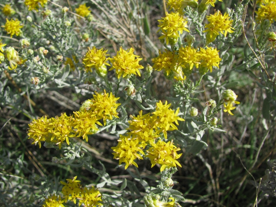 Image of Galatella villosa specimen.