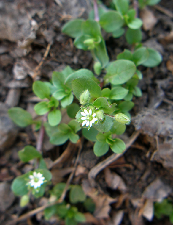 Image of Stellaria media specimen.