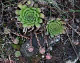 genus Sempervivum. Вегетирующие растения на стадии начала формирования куртинки. Украина, Хмельницкая обл., г. Каменец-Подольский, у обрыва каньона р. Смотрич. 22 сентября 2013 г.