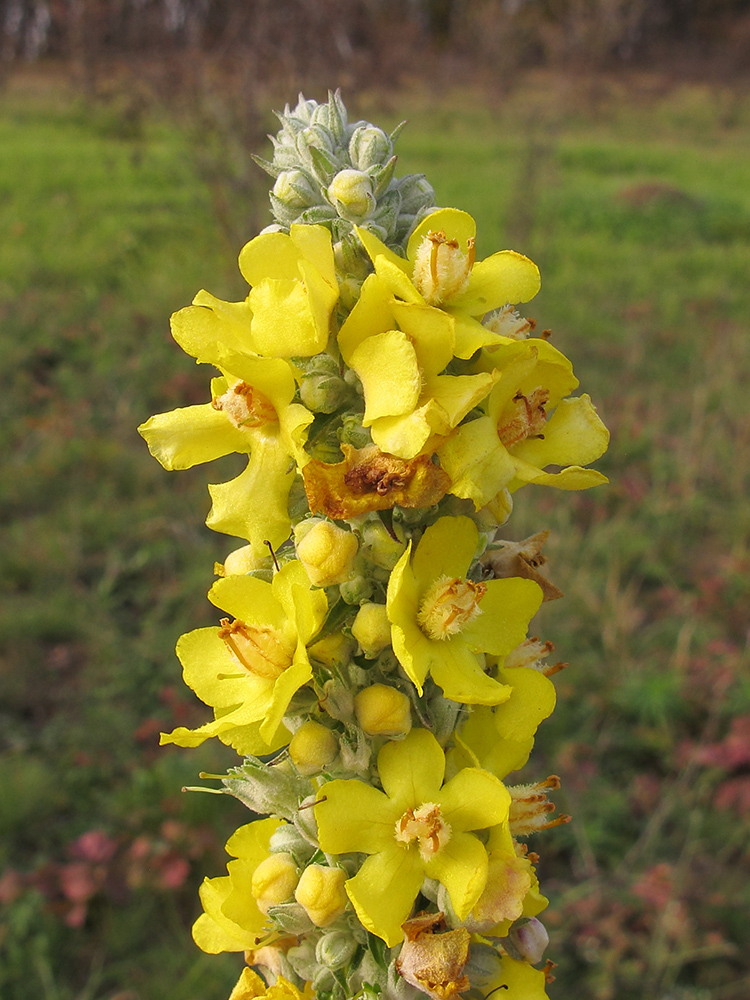 Изображение особи Verbascum lychnitis.