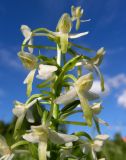 Platanthera metabifolia. Верхушка соцветия. Хабаровский край, Ванинский р-н, окр. пос. Высокогорный, редкостойный белоберезник травяной, возникший на месте старой лиственничной гари. 06.07.2013.