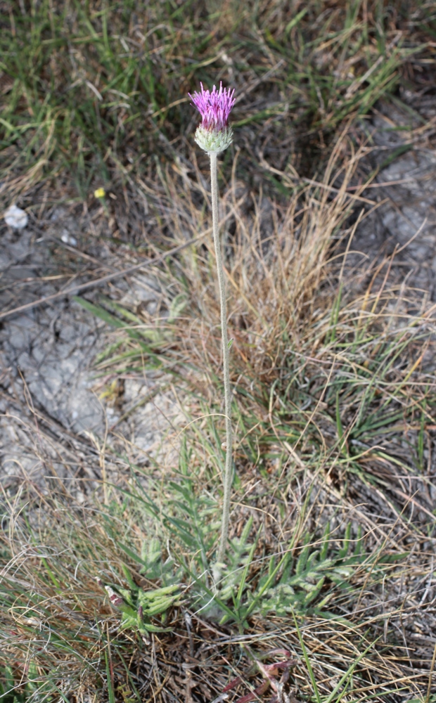 Image of Jurinea blanda specimen.