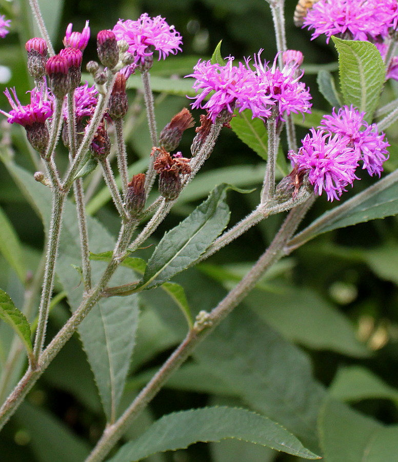 Image of Vernonia arkansana specimen.