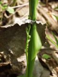 Convallaria majalis. Молодой побег и нераспустившееся соцветие. Московская обл., Талдомский р-н. 18.05.2010.