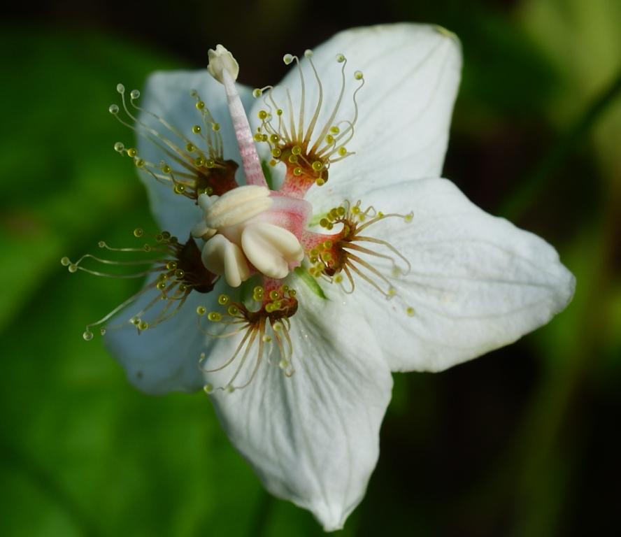 Image of Parnassia palustris specimen.