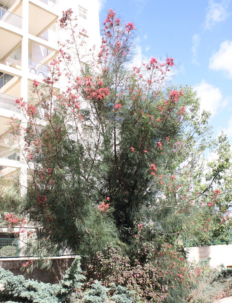 Image of Grevillea longistyla specimen.