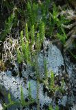 Lycopodium annotinum. Вегетирующее растение на скале. Норвегия, Люсе-фьорд, Прекестулен. 02.07.2008.