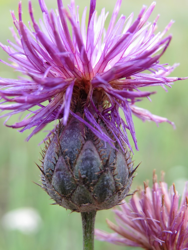 Image of Centaurea apiculata specimen.