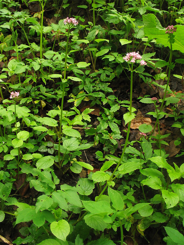 Image of Valeriana tripteris specimen.