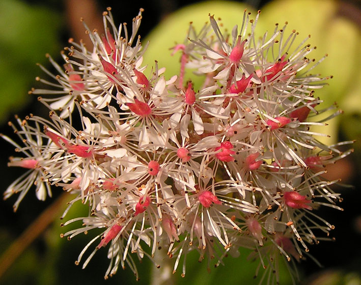 Image of Micranthes manchuriensis specimen.