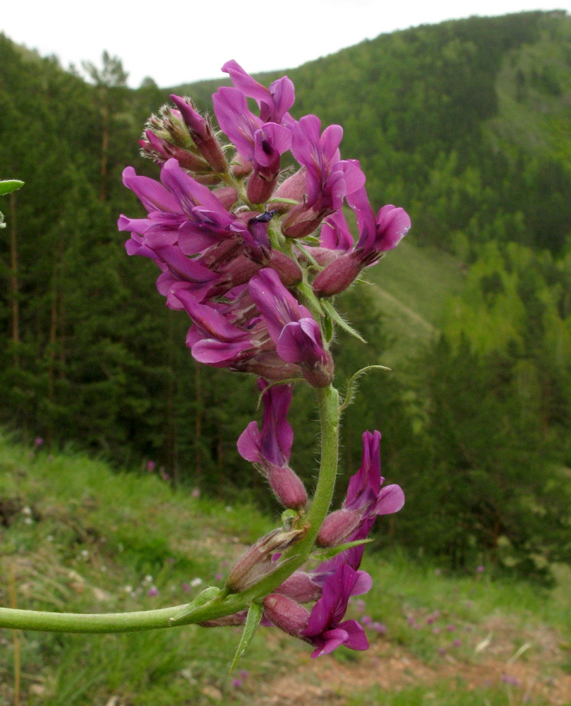 Image of Oxytropis ammophila specimen.