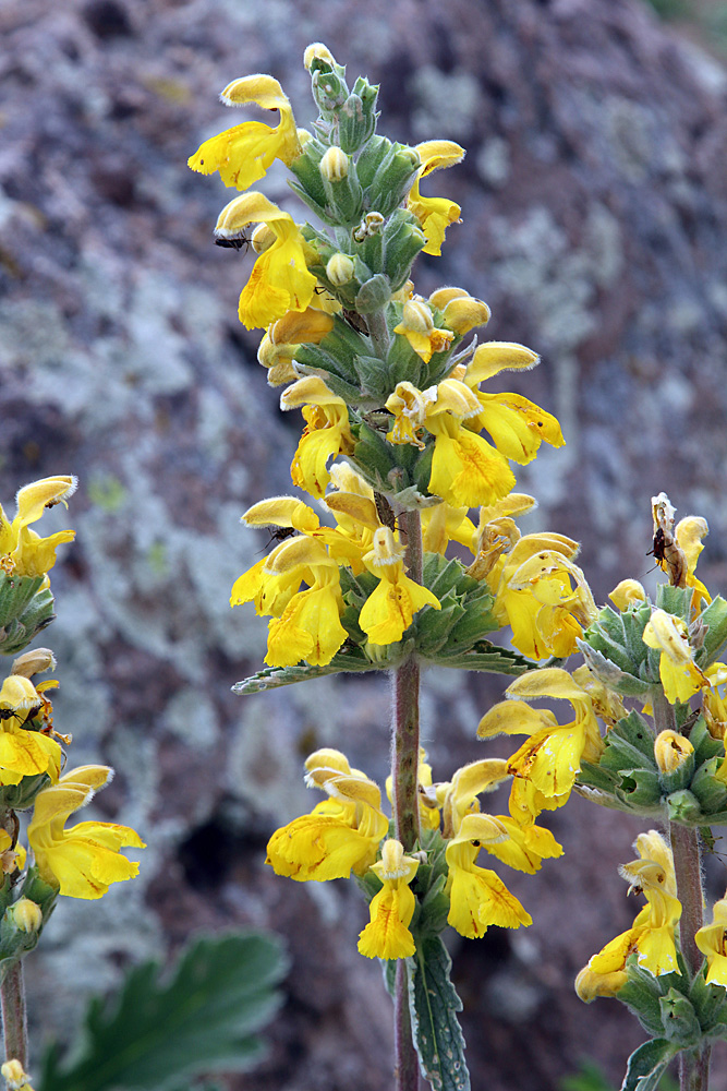 Image of Phlomoides fulgens specimen.