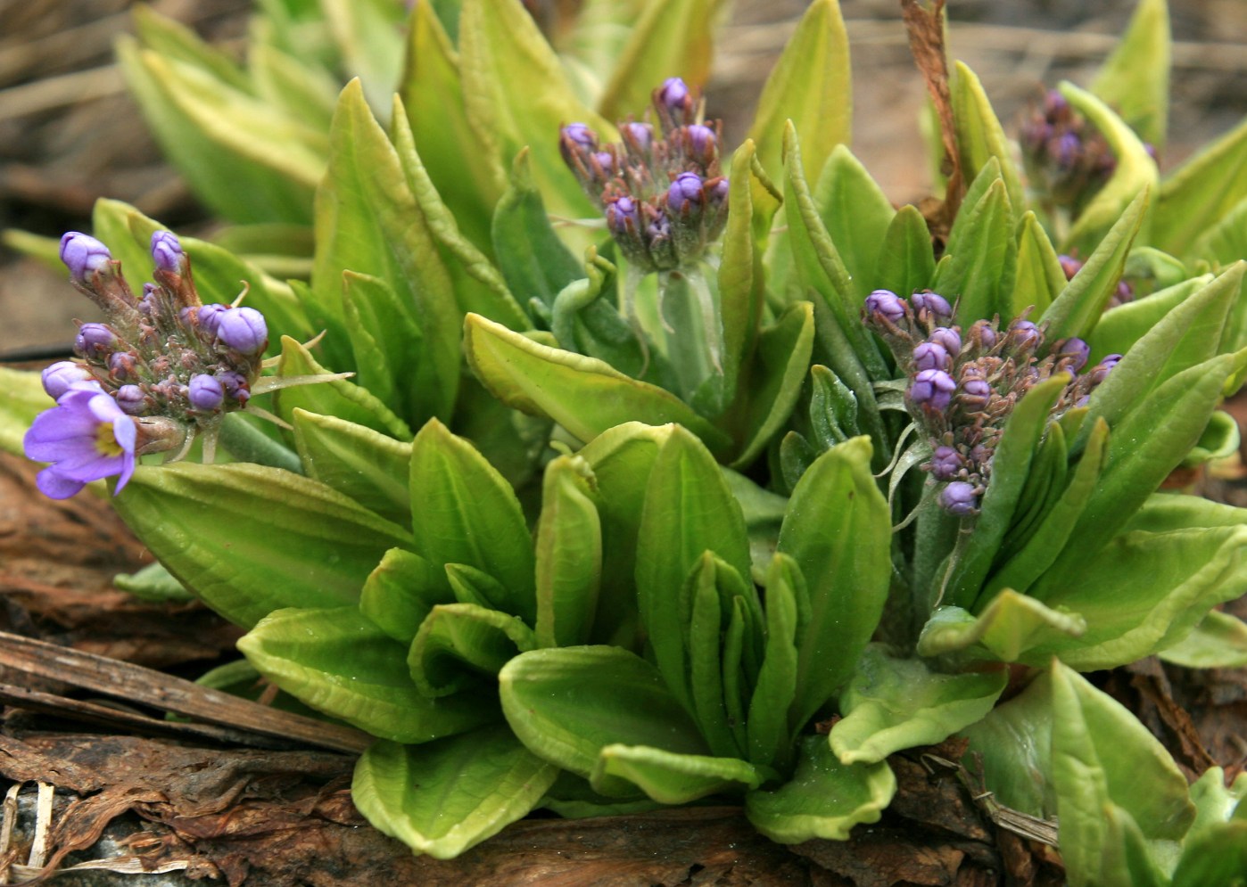 Image of Primula auriculata specimen.