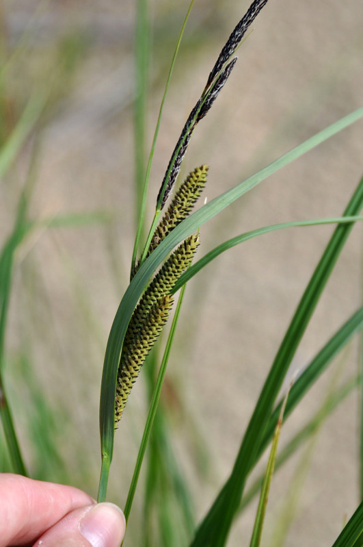 Изображение особи Carex acuta.