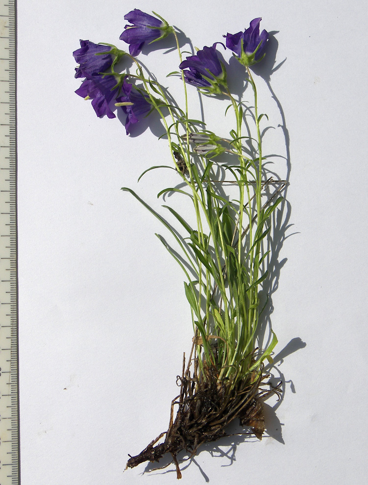 Image of Campanula circassica specimen.