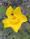 Ranunculus acris